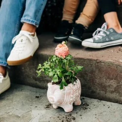Happy Pig Planter