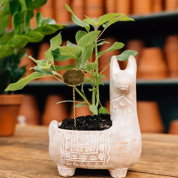 Plant Markers - Mindful